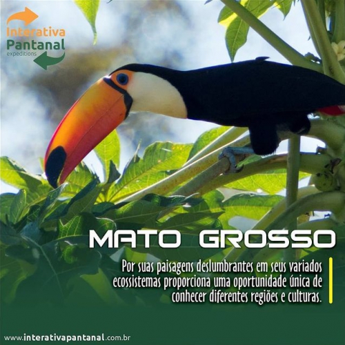 MATO GROSSO