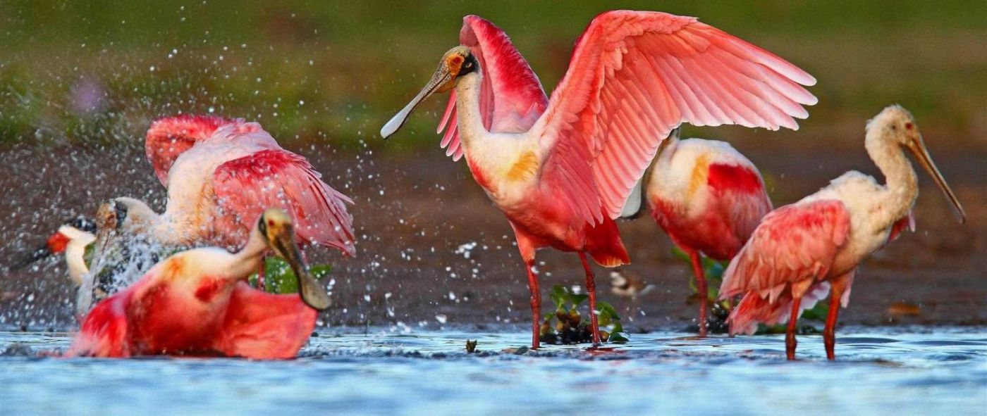 PANTANAL - BARÃO DE MELGAÇO