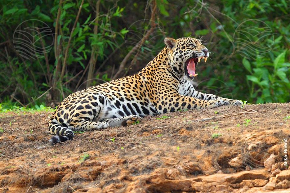 PANTANAL - PORTO JOFRE