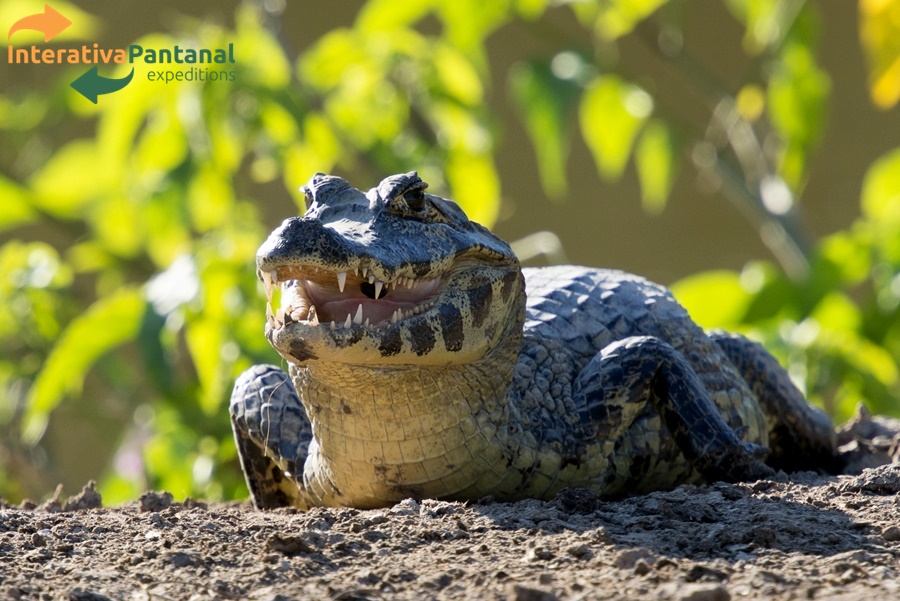 PANTANAL