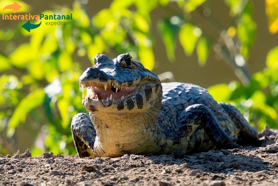 FD01.25 -Tour Regular Full Day - Pantanal