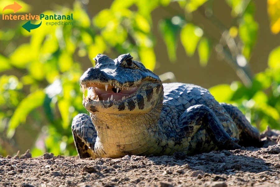 FD01.24 -Tour Regular Full Day - Pantanal