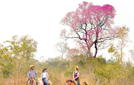 Pacotes MT Pantanal Hotel (02,03 e 04 dias) *MÉDIA TEMPORADA (Novembro a Dezembro)