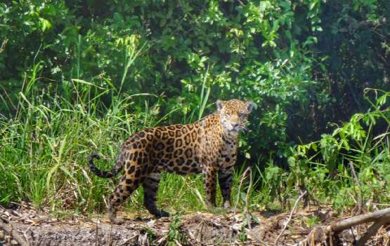 Imersão Pantaneira &  Jaguar Trip 