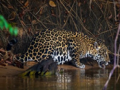 Pousada Porto Jofre | WILD SAFARI PANTANAL 4 DIAS Pousada Porto Jofre | WILD SAFARI PANTANAL 4 DIAS