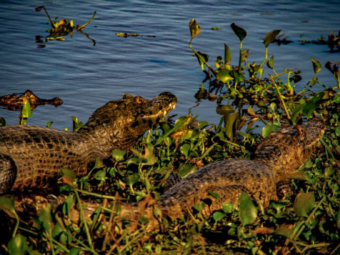 Fauna-e-Flora-do-Pantanal-Santa-Rosa-Pantanal-Hotel-2-1-1536x1152.jpg