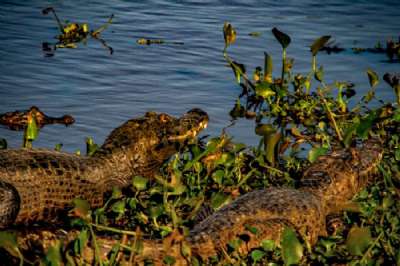 Fauna-e-Flora-do-Pantanal-Santa-Rosa-Pantanal-Hotel-2-1-1536x1152.jpg