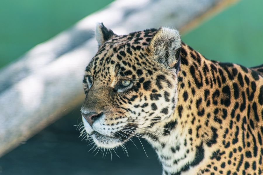 9 animais do Pantanal que você não pode deixar de conhecer